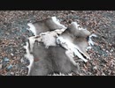 令和最初の狩猟生活(その136)