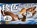 0908【異常？交雑種？珍色のカルガモ達】渡り鳥コガモがやってきた。かわいい鳥の漫画。カワウのペア、夕焼け夕暮れ【今日撮り野鳥動画まとめ】身近な生き物語
