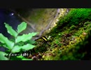 ヤブヤンマ