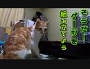 暴れん坊の猫たちのためにケージを組み立てる