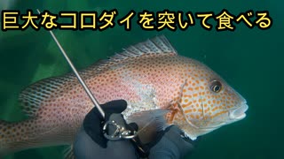 【ぴ】【魚突き】初の大物突けました。コロダイで作る絶品料理