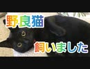 【第五人格】Q戦慄の竜巻 野良猫飼いました【カウボーイアユソ】【神ボーイ】【芸者美智子】【IdentityV】【第5人格】【dbd】