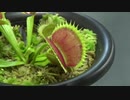 ［閲覧注意!!］再編集　ハエトリグサにゴキブリを与えてみた。 (Dionaea muscipula)