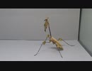 ［閲覧注意!!］カマキリ(バイオリンマンティス)にチョウを与えてみた。 (Gongylus gongylodes)