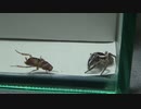 ［閲覧注意!!］再編集　チャスジハエトリグモにゴキブリを与えてみた。(Plexippus paykulli）