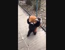 レッサー