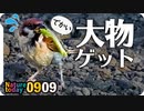 0909【バッタがスズメ雛に襲われる】カラスがパン食べる。カルガモエンジェルウイング。カワセミ幼鳥の喧嘩、朝焼け朝日【今日撮り野鳥動画まとめ】身近な生き物語