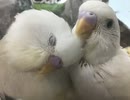 無邪気な天使たち