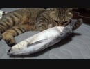おもちゃを買ったカメラマン②　＃186