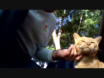 【ネコヒコ】カツヒコと猫　2020年9月4日土曜日