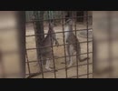 【オオカンガルー】争いは同じレベルの者同士でしか発生しない