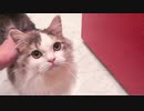 5か月ぶりに1日中お留守番をした猫が全力でお出迎え…！