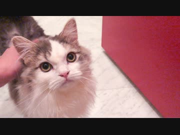 5か月ぶりに1日中お留守番をした猫が全力でお出迎え…！