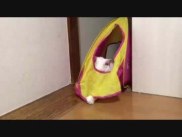 子猫部屋おじさん、はちゃめちゃコントを繰り広げる