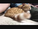 尻尾のうねり