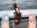 琴葉姉妹と楽しく釣っておいしく食べて　～その4　マダコ編～【VOICEROIDフィッシング】