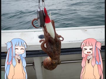 琴葉姉妹と楽しく釣っておいしく食べて　～その4　マダコ編～【VOICEROIDフィッシング】