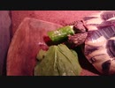 きゅうりをかじるリクガメ