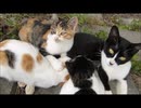 野良母猫が自慢の子猫達を次々に紹介してきた。