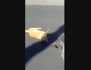 犬（ミニチュアシュナウザー）ｖｓ猫その３
