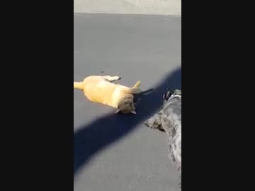 犬（ミニチュアシュナウザー）ｖｓ猫その３
