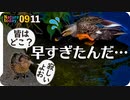 0911【カルガモ親子？一人ぼっちのコガモ】カラス幼鳥と捕食シジュウカラ、チョウゲンボウ飛翔やムクドリの蜘蛛捕食、ギンヤンマ産卵など【今日撮り野鳥動画まとめ】 #身近な生き物語