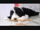 風に聞け200910　Free Dog　Silent Partner