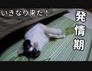 暴れまわっている最中、発情期が来た猫『まだ子猫だと思っていたのに、もう成猫なんだね』