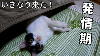 暴れまわっている最中、発情期が来た猫『まだ子猫だと思っていたのに、もう成猫なんだね』