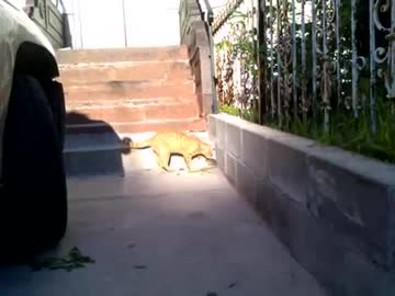 ネズミｖｓネコその８