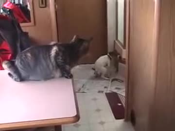 ジャックラッセルテリアｖｓネコ