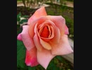 《あの日にかえりたい／松任谷由実》を歌ってみた✧
