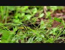 Nikon 初秋まとめ　ニコニコ版