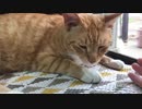 ぽっちゃり猫休日にゴロン
