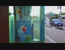 金魚の街 大和郡山