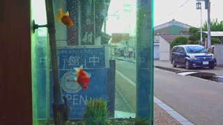 金魚の街 大和郡山