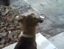 My Dog (Pluto)