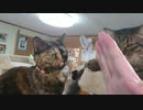 猫のケンカを止めたい【I want to stop the cat punch】