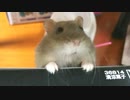 散歩で大はしゃぎのハムスター。 A hamster with a lot of fun on a walk.  #77【ハムスター物語】