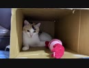 美少年オス三毛猫、凄腕地上げ屋になり猫うどん屋台を襲う