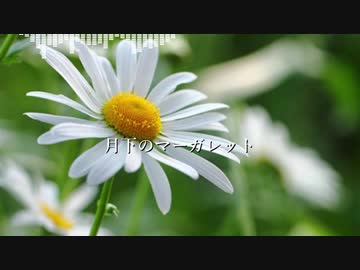 【AIきりたんオリジナル曲】月下のマーガレット