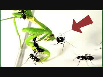 「大きなアリ」がカマキリに遭遇するとこうなる。