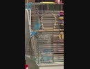 シャドウボクシングの動きを習得したインコ