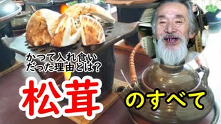 【松茸】採れなくなった理由は意外な事が原因だった…松茸の想い出と秘密を語る！