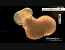 マウスのES細胞から“ミニ心臓”作製に成功 東京医科歯科大