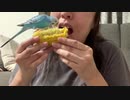 母とトウキビを取り合うインコ