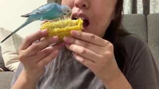 母とトウキビを取り合うインコ