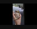 海外で捕獲されたカエルの鳴き声が可愛い！！