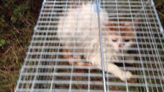 野良gato捕獲その2.mp4
