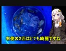 紲星あかりの田んぼの隅っこで　その３